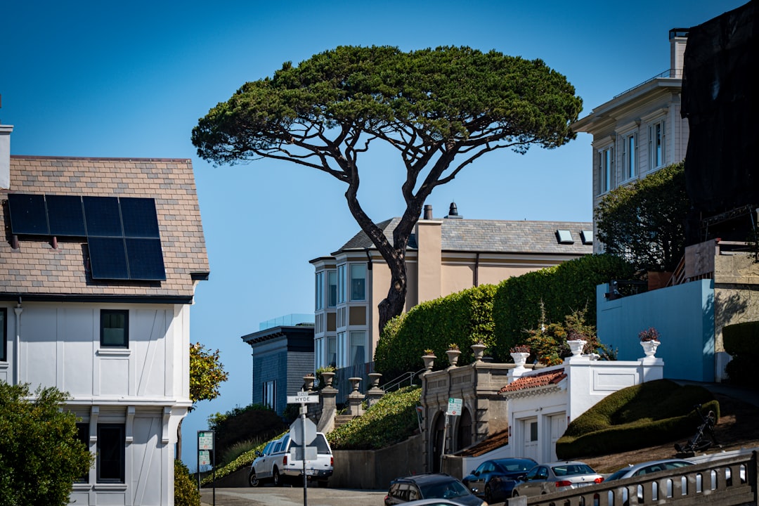 services-03 large-tree-on-a-sunny-day-with-houses-h7rhve4-wm